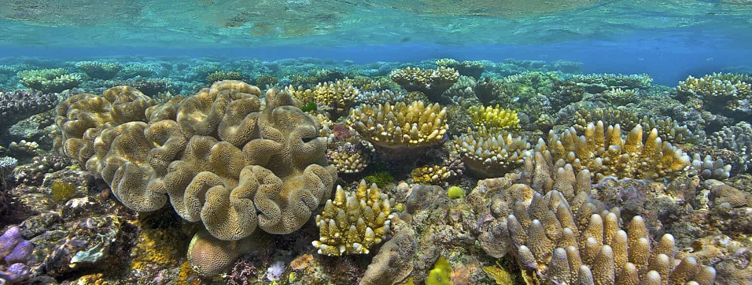Koraller på Great Barrier Reef, Australien