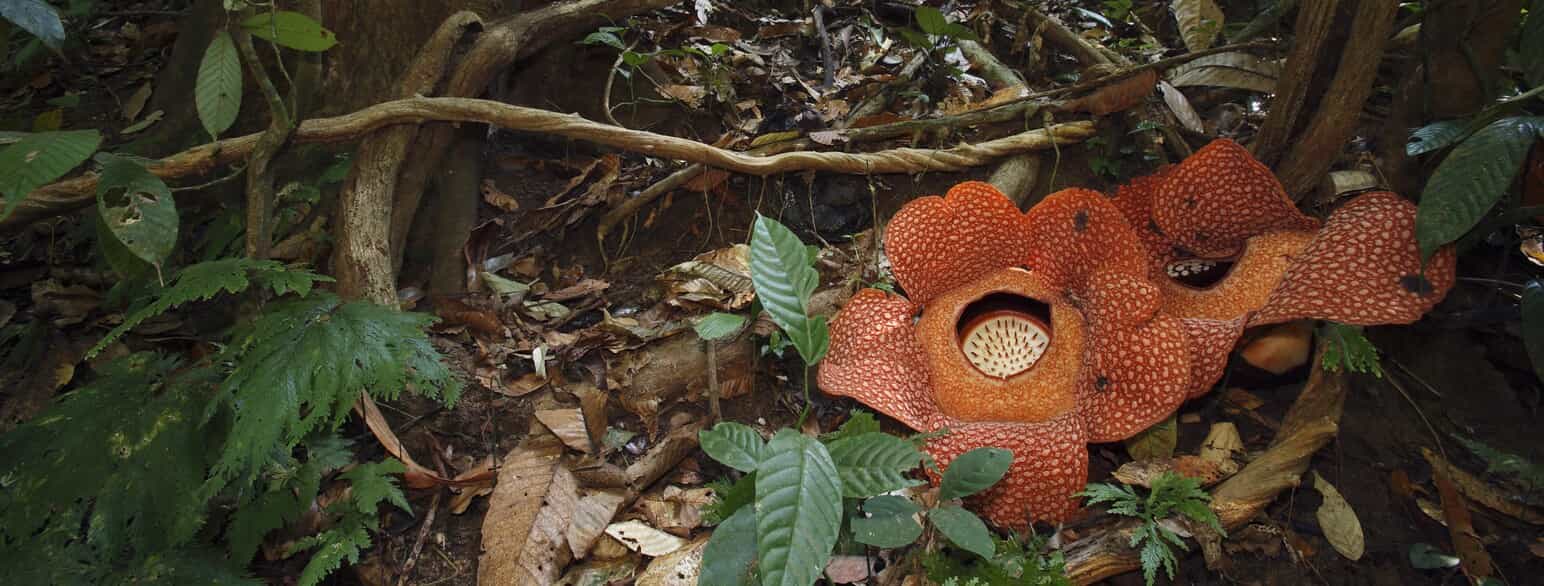 Blomstrende Rafflesia arnoldii i Bukit Barisan Selatan National Park, Sumatra, Indonesien