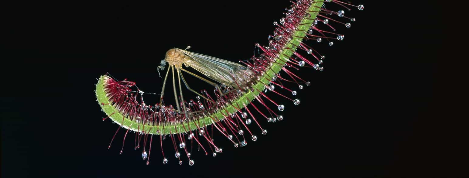 Et stankelben er fanget på bladet af en sydafrikansk soldug (Drosera capensis)