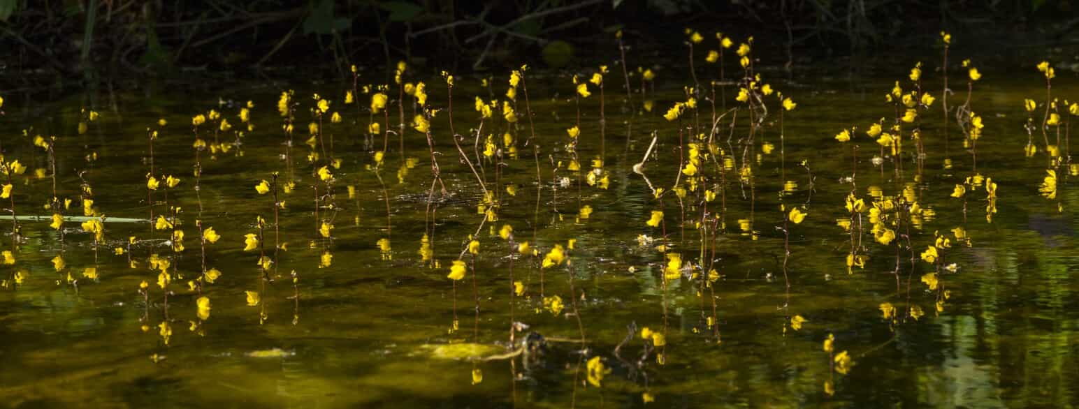 Almindelig blærerod (Utricularia vulgaris) blomstrer med gule blomster over vandoverfladen i Kværkeby Fuglereservat, Ringsted