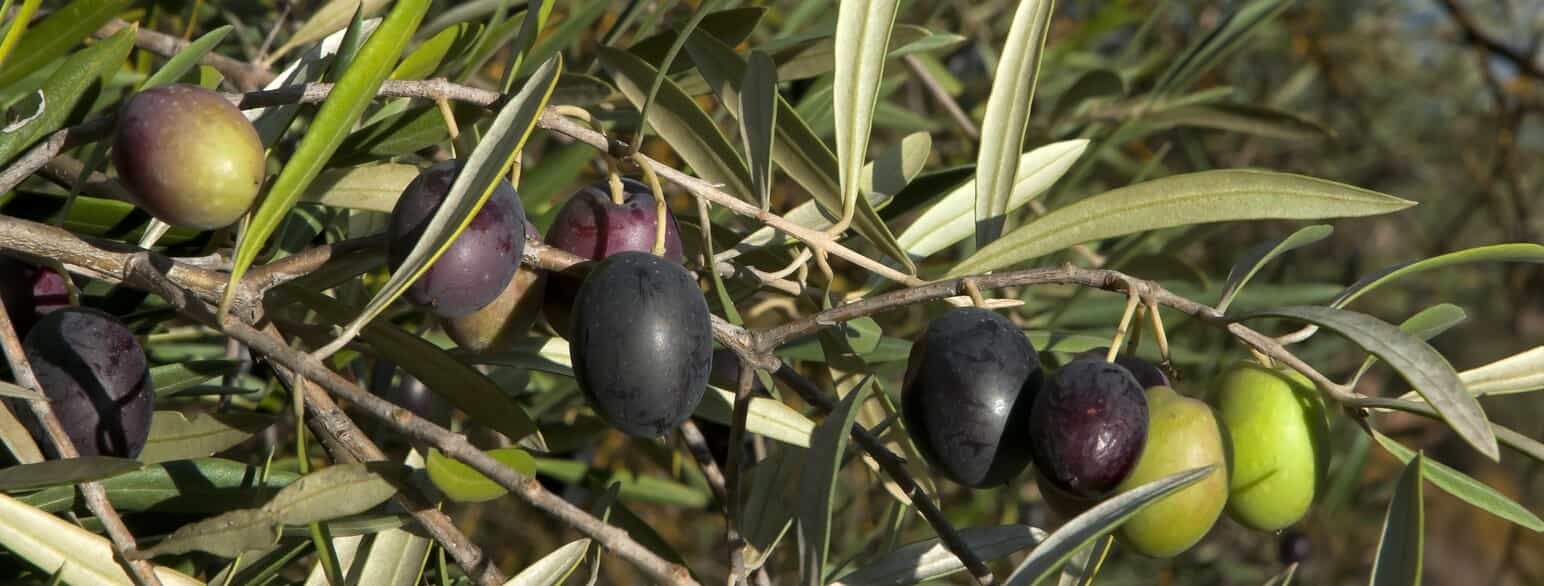 Oliven (Olea europaea) med frugter i forskellig grad af modenhed. Andalusien, Spanien