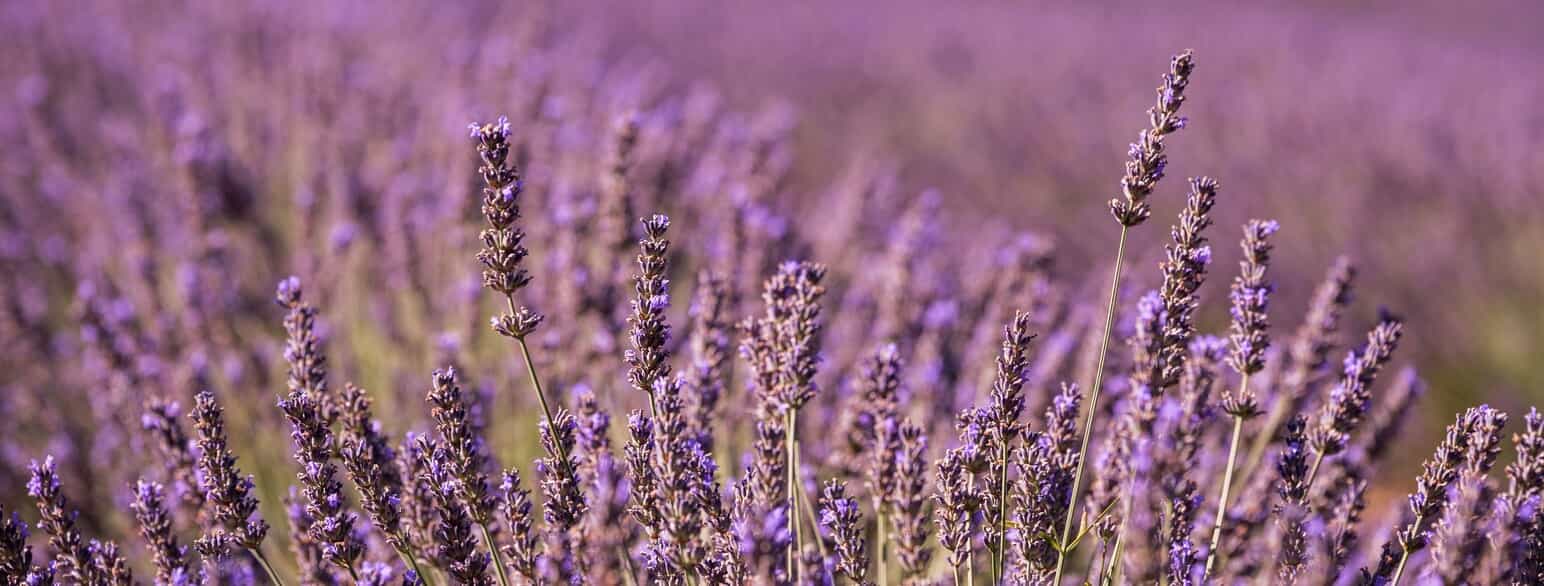 Lavendel dyrkes kommercielt til produktion af lavendelolie til parfumeindustrien