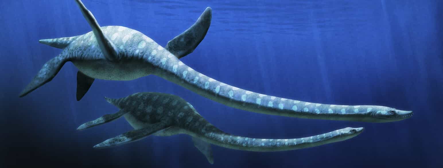 Svaneøgler af slægten Elasmosaurus fra Sen Kridt