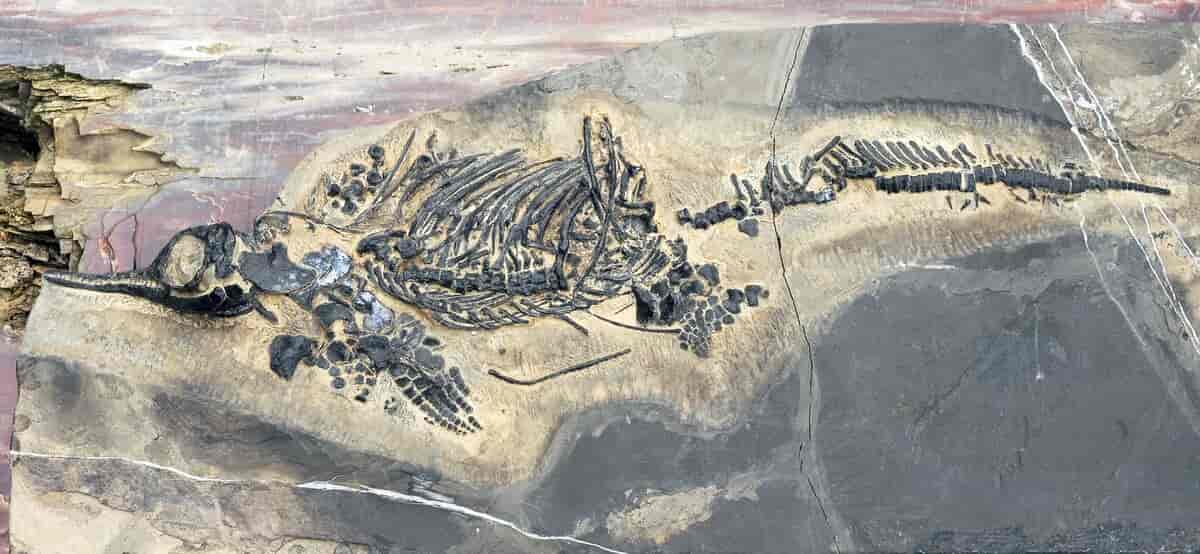 Iktyosaurer