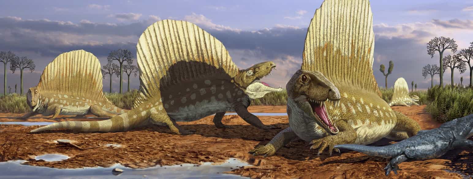 Gengivelse af Dimetrodon borealis fra Tidlig Perm, som arten formentlig har set ud i levende live