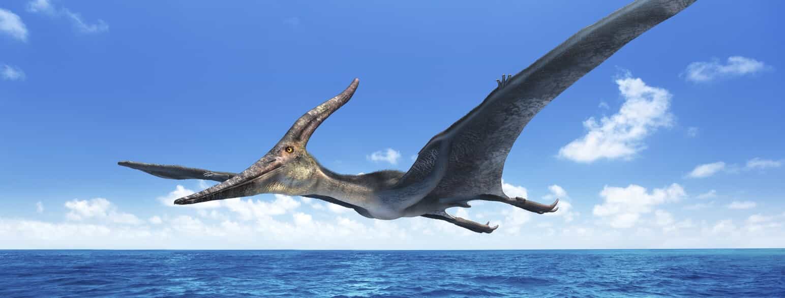 Illustration af en flyvende Pteranodon sp. som den formentlig har set ud i levende live