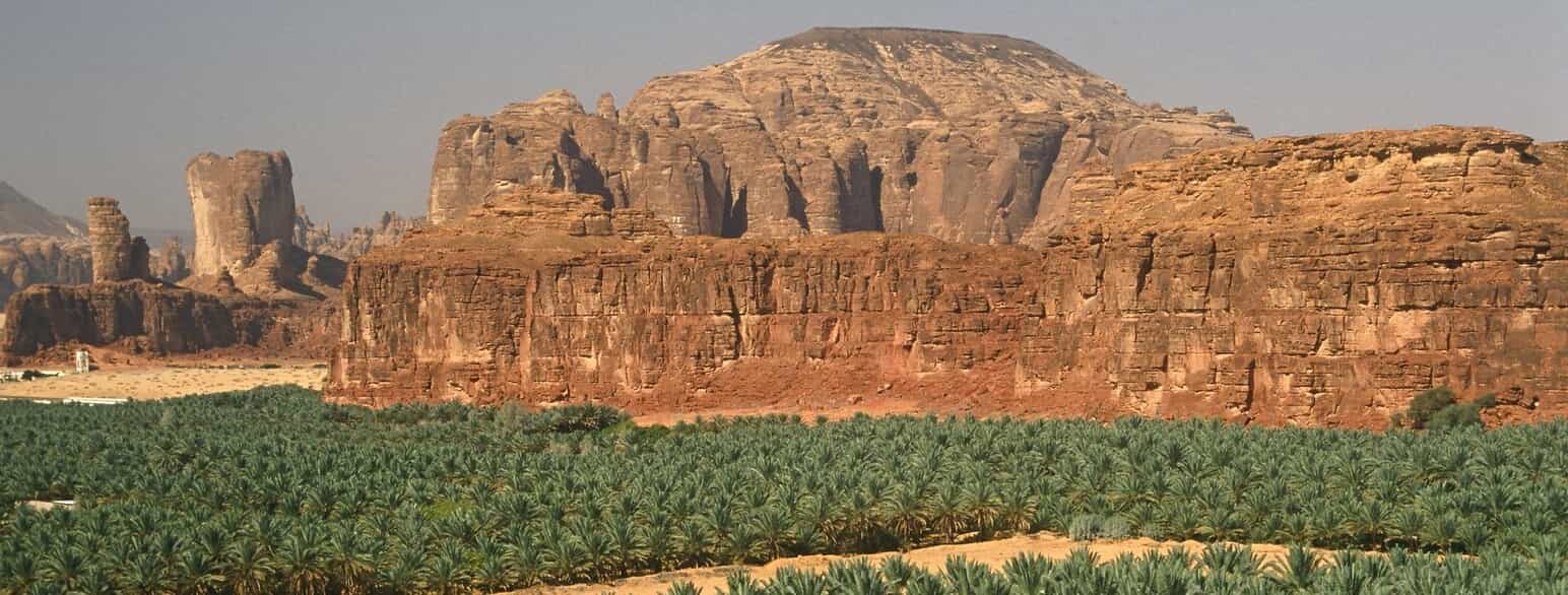 Dadelplantager i det nordvestlige Saudi-Arabien.