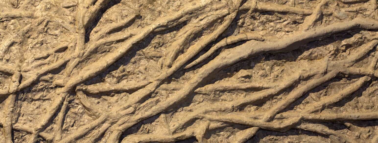 Sporfossil af gravegange fra en orm (Arthrophycus spp.). Fossilet stammer fra Tidlig Silur og blev fundet i New York