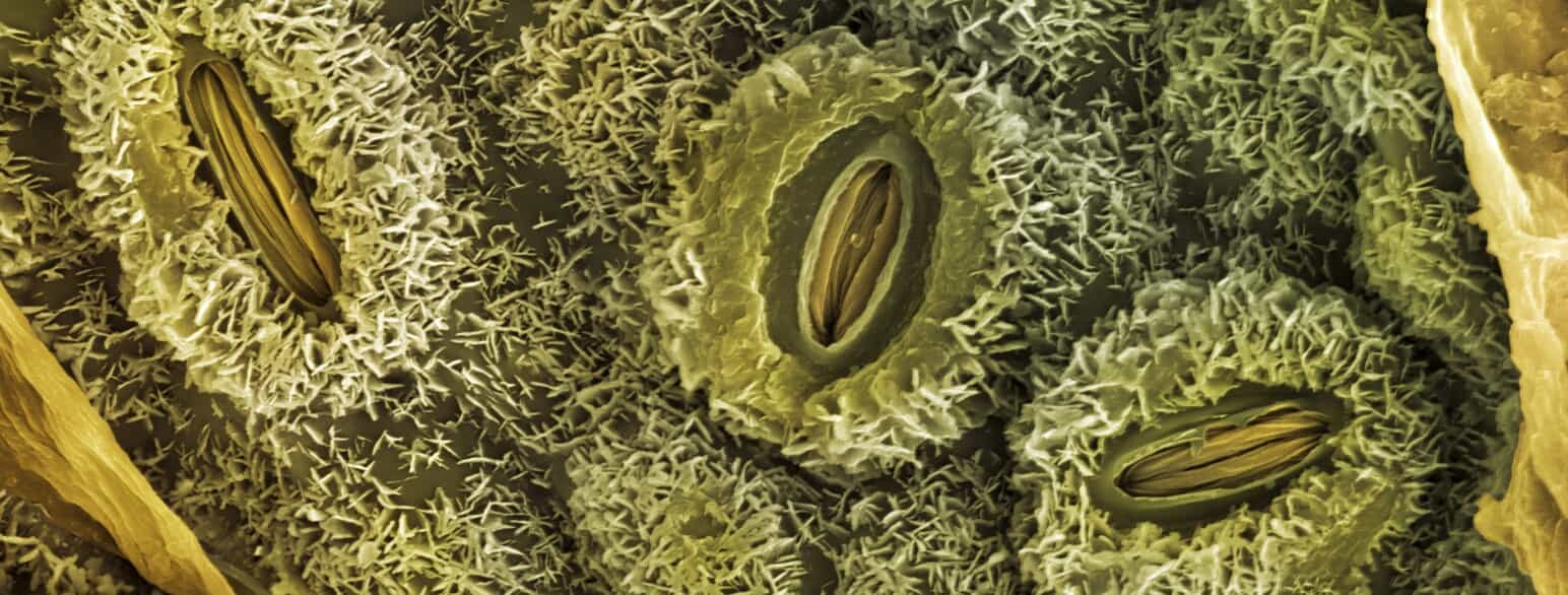 Spalteåbninger på undersiden af bladet af en almindelig eg (Quercus robur)