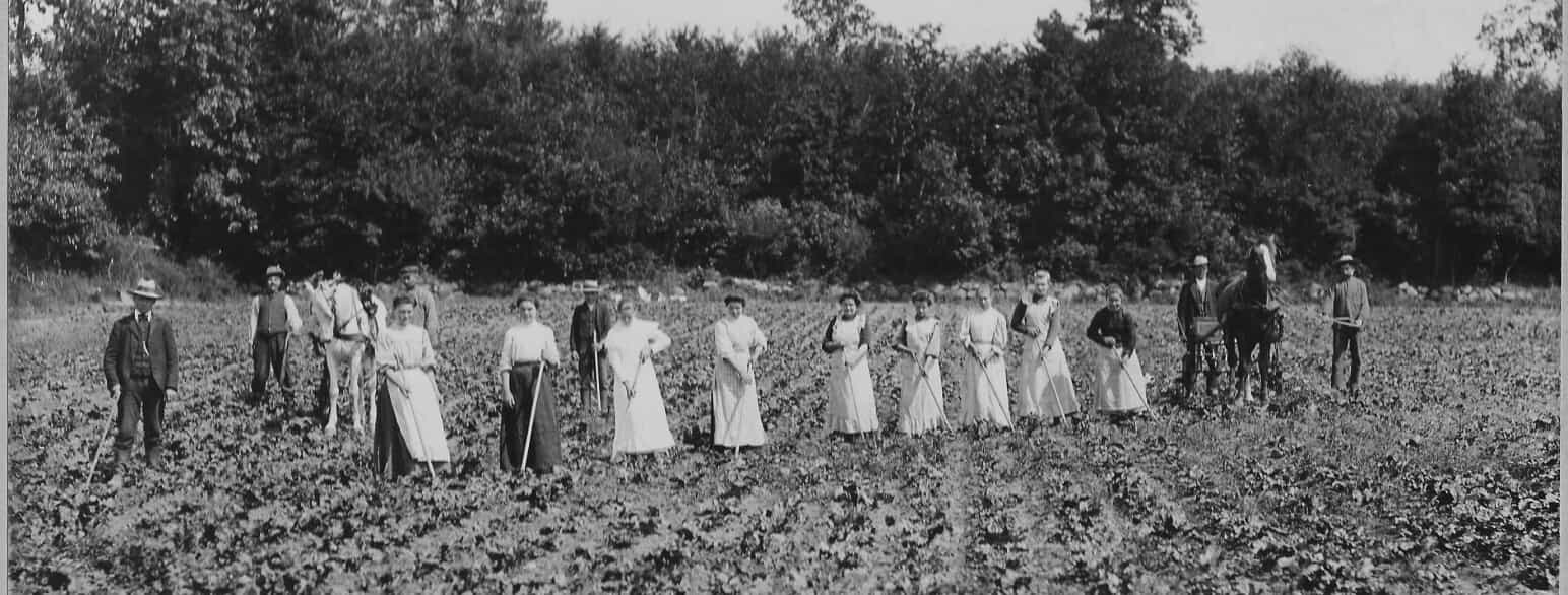Kvinder i gang med at luge roer, 1910