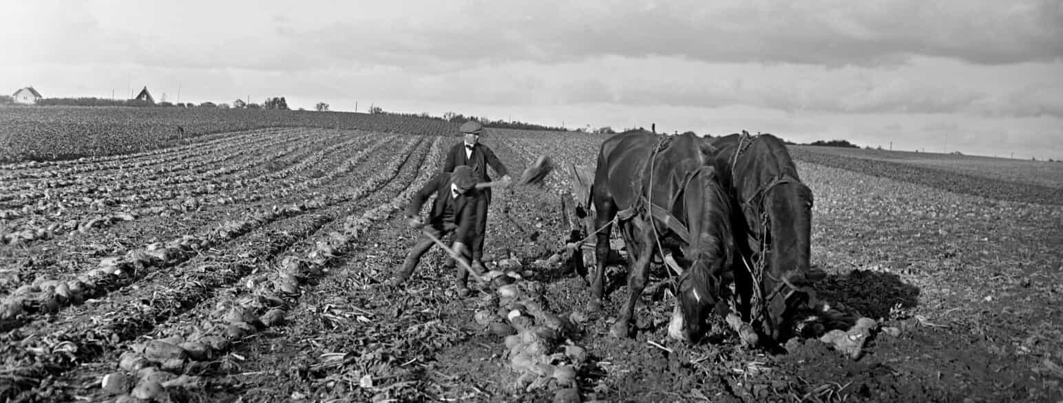 To landarbejdere læsser roer op på en hestevogn engang i 1920’erne