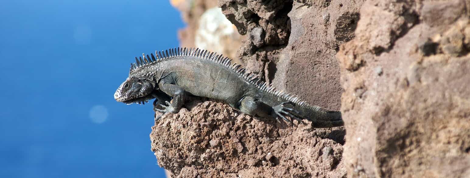 En leguan (Iguana melanoderma) soler sig på klipperne langs Sabas kyst. Arten kendes kun fra Saba og Montserrat