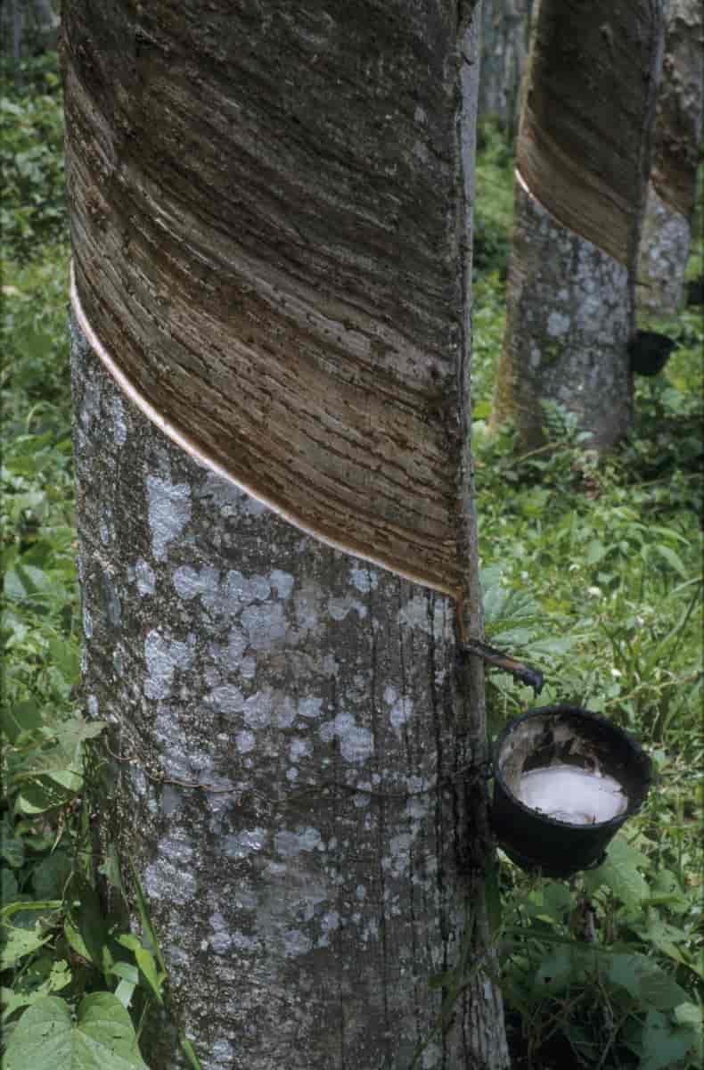 Tapning af kautsjuk (parakautchuk) fra gummitræ. 