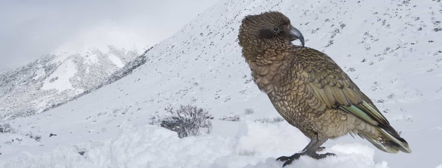 En kea (Nestor notabilis) i snedækkede bjerge. Hvis ikke de kan finde føde, trækker keaerne længere ned ad bjergene om vinteren