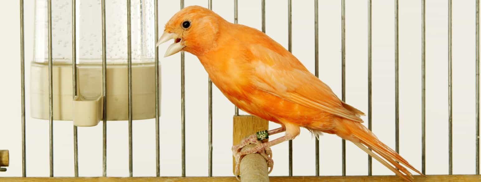 Syngende kanariefugl (Serinus canaria) i bur