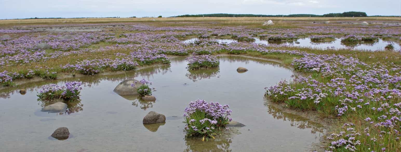 Tætblomstret hindebæger (Limonium vulgare) blomstrer på Rønnerne på Læsø