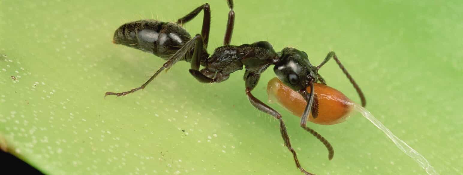 Den sydamerikanske myre Neoponera goeldii slæber et frø af en flamingoblomst (Anthurium sp.) tilbage til boet