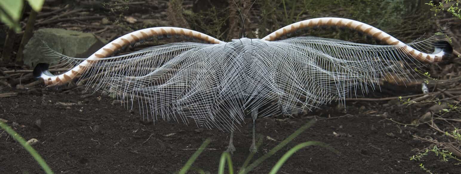 En han af grå lyrehale (Menura novaehollandiae) opfører sit arenaspil ved at vippe halefjerene hen over ryggen og ned over hovedet