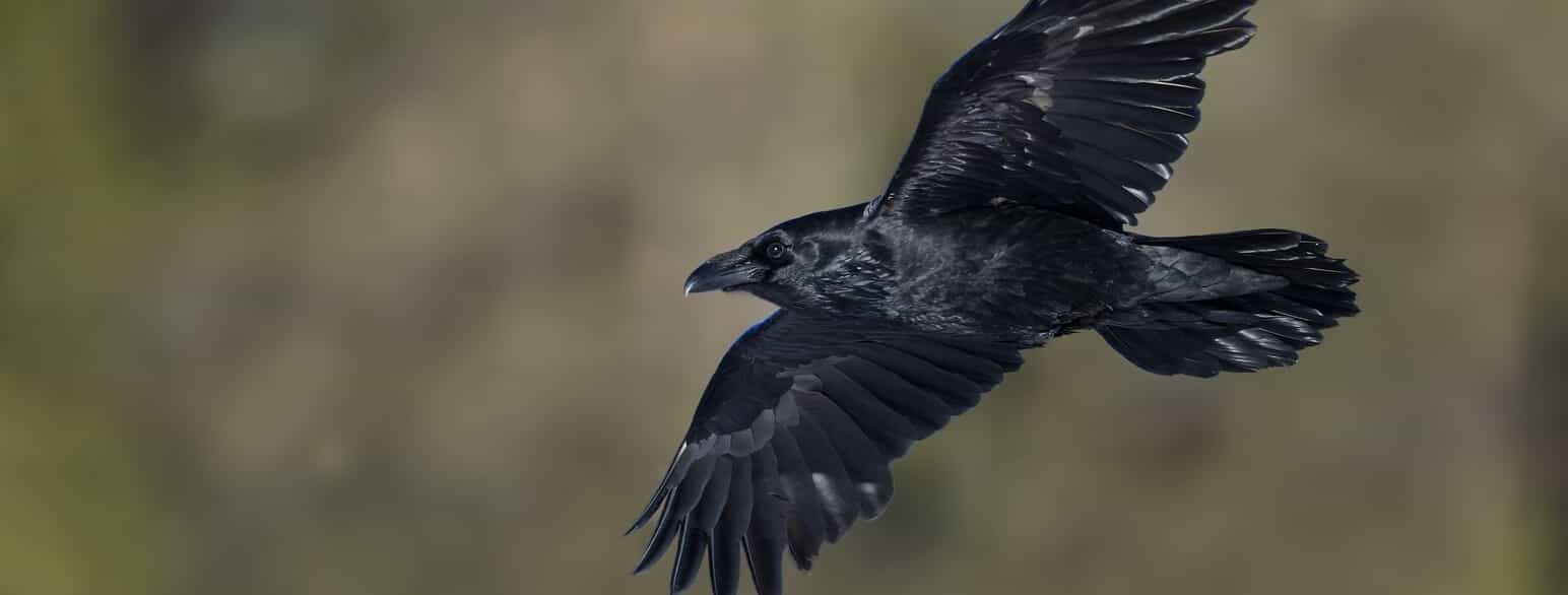 Ravnen (Corvus corax) er Danmarks største kragefugl med et vingefang på op til 150 cm