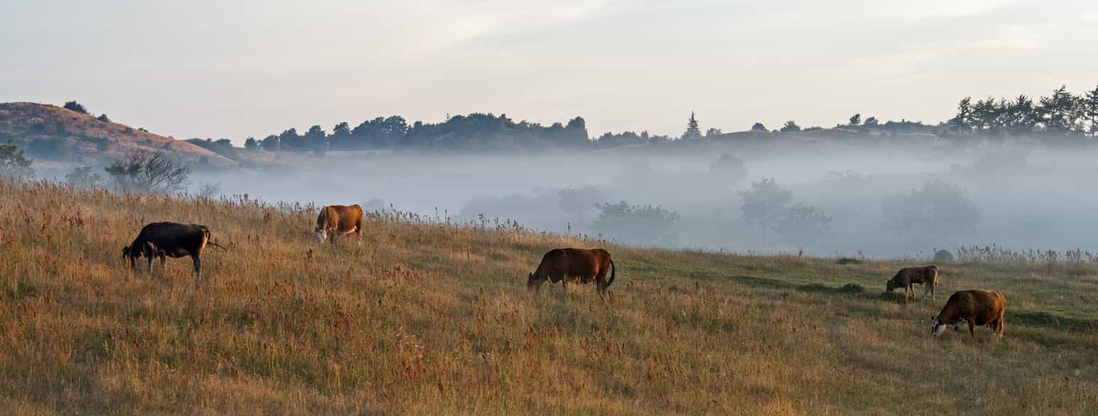 Kvæg græsser på et overdrev i Mols Bjerge en tidlig morgenstund