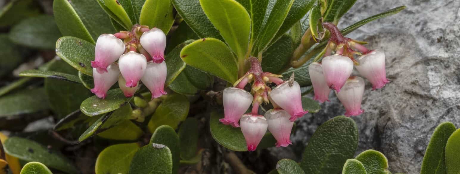 Hedemelbærris (Arctostaphylos uva-ursi) i blomst