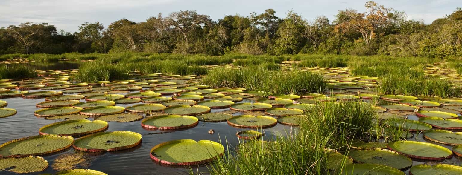 Kæmpeåkander (Victoria amazonica) vokser på en oversvømmet savanne i Rupununi, Guyana