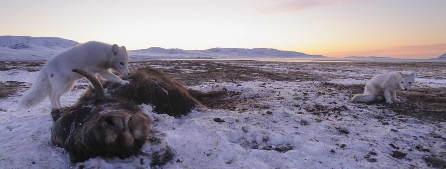 Fjeldræve og kadaver af moskusokse ved Zackenberg i Nordøstgrønland