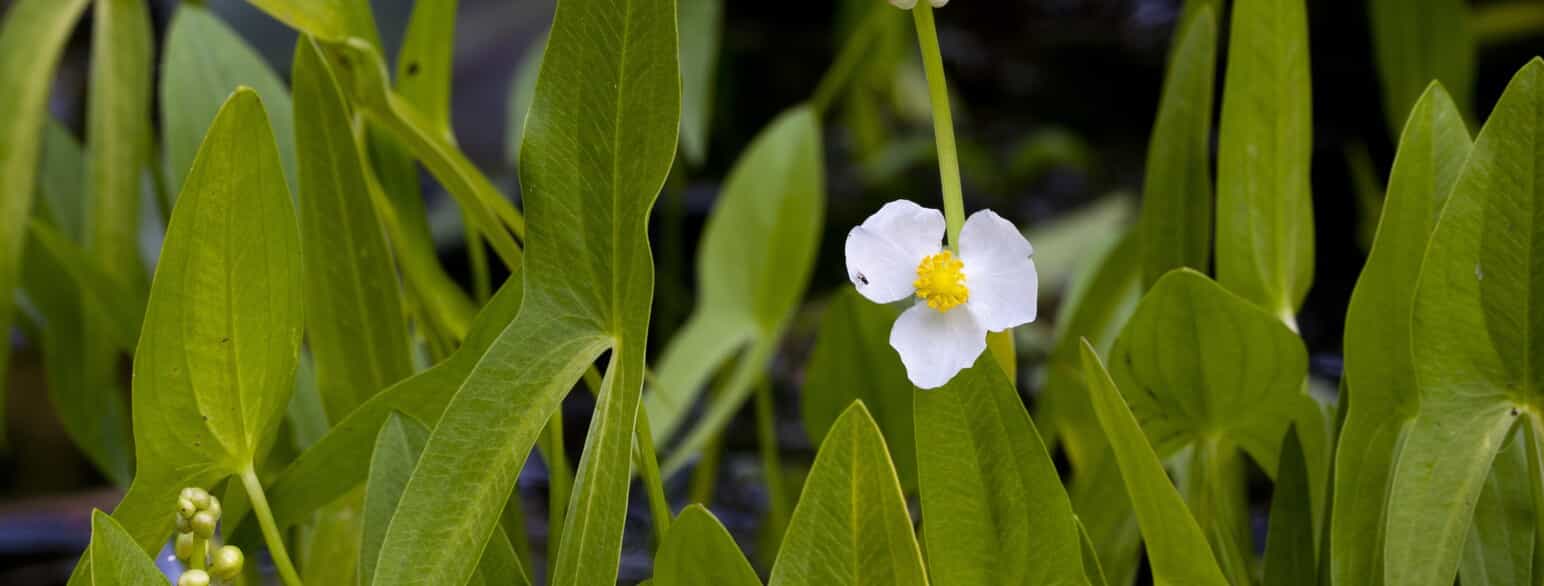 Bredbladet pilblad (Sagittaria latifolia) er udbredt i Nordamerika og det nordlige Sydamerika. Den findes af og til forvildet i Danmark.
