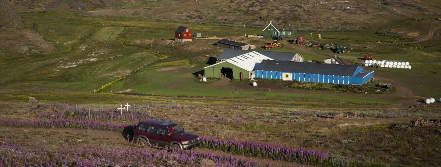 Fårefarm i Tasiusaq i Sydgrønland, et af de knap 40 fåreholdersteder i Sydgrønland