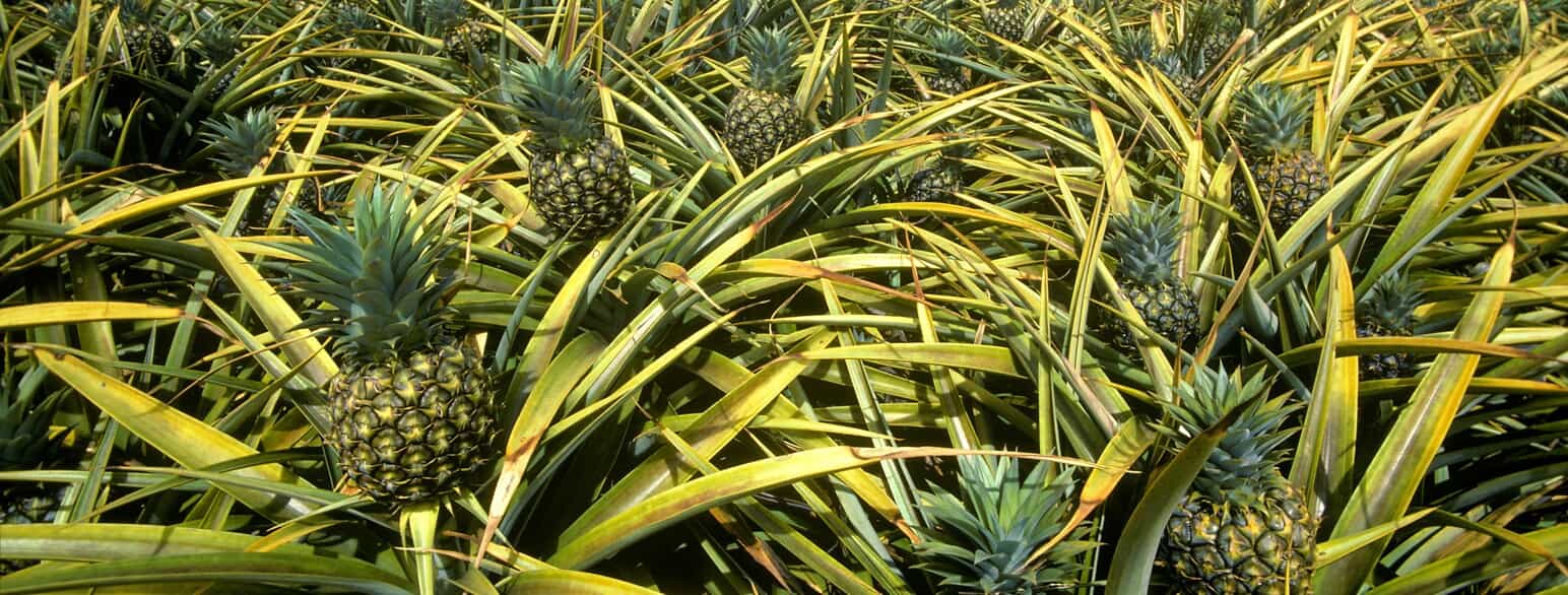 Dyrkning af ananas (Ananas comosus) på Hawaii