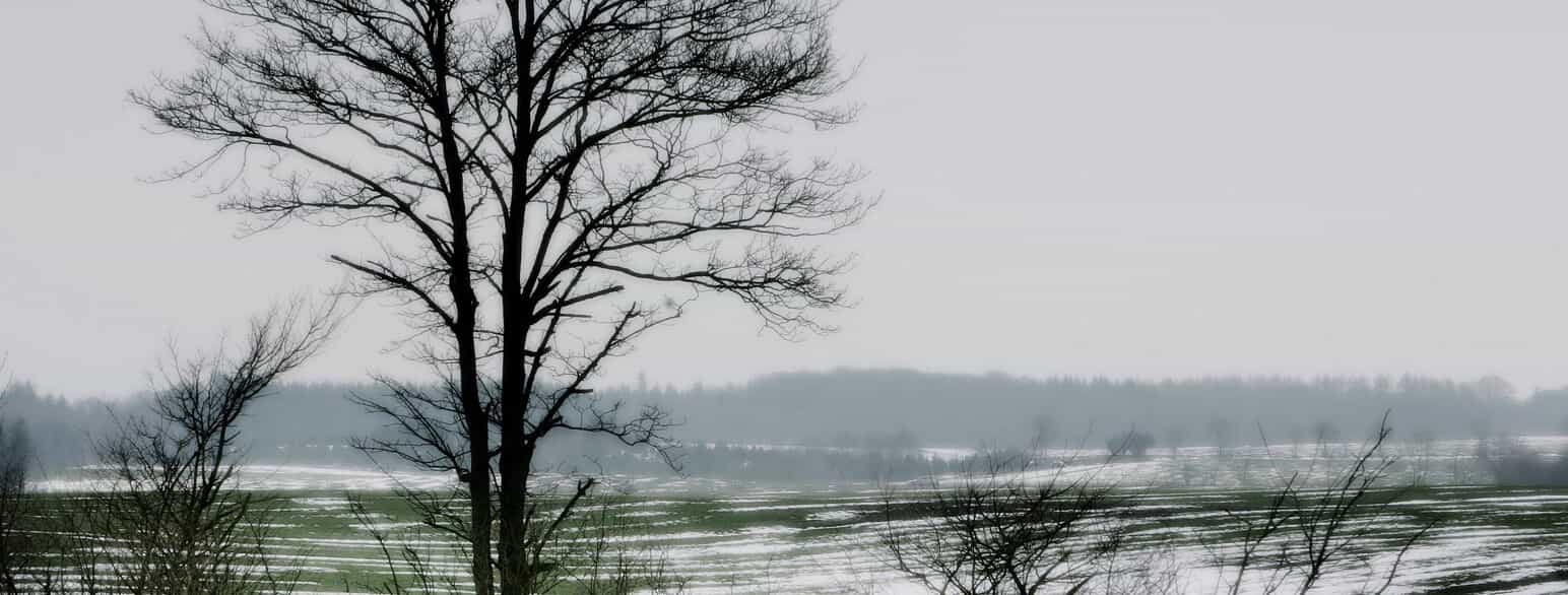 Ved kyndelmisse den 2. februar regnes vinteren for at være halvvejs gået, og bonden skulle da helst have halvdelen af sit vinterforråd tilbage. Foto fra 2006