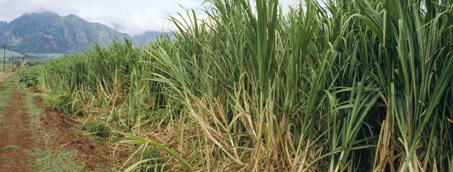 Sukkerrørsplantage på Hawaii