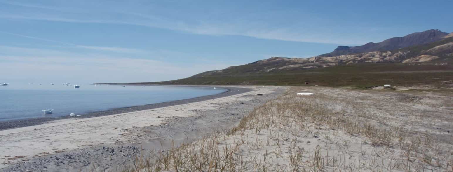 Strand med små klitter i Tuapaat på sydkysten af Qeqertarsuaq (Disko). Bølger og strømninger langs kysten transporterer sand til stranden, og vinden blæser fra stranden til klitterne