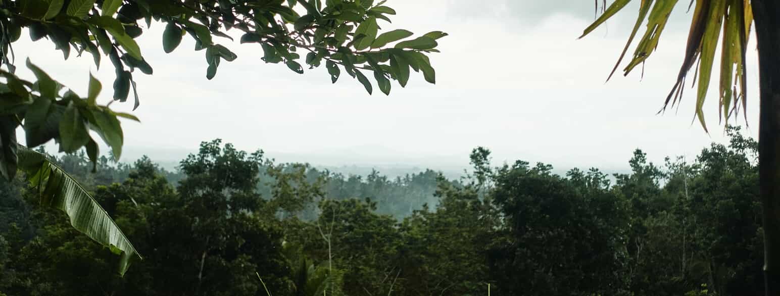 Tropisk regnskov på Bali i Indonesien
