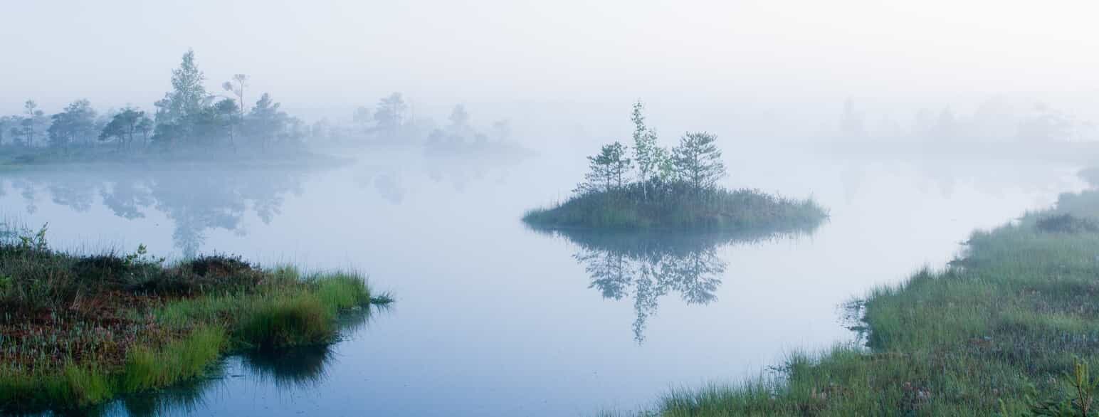 De vidtstrakte vådområder i Ķemeri-nationalparken ved Jūrmala. Beskåret.
