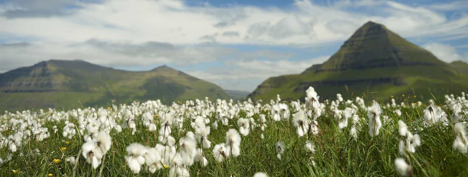 Som hvide vattotter rejser de uldne frøstande af smalbladet kæruld (Eriophorum angustifolium) sig op over en fugtig lavning ved Fuglafjørður på Eysturoy.