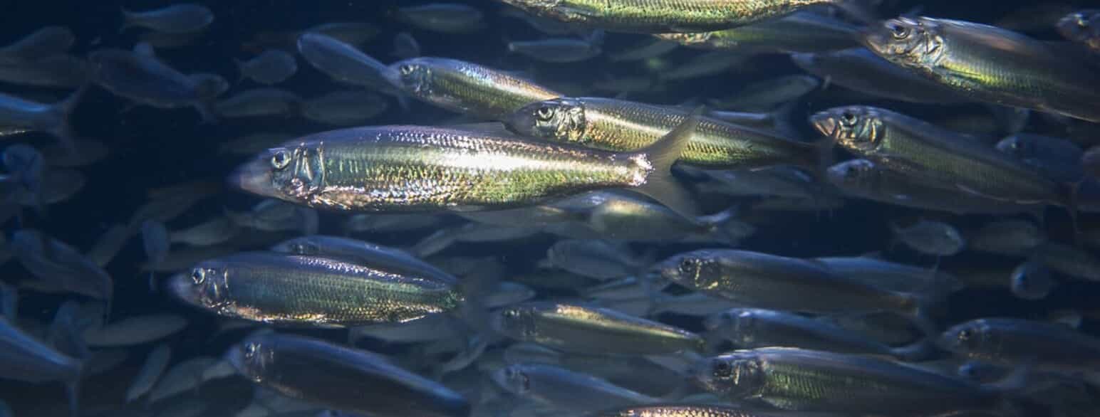 Sild forekommer ofte i stimer. Fiskeriet foregår hovedsagelig i Norskehavet med pelagiske trawl.