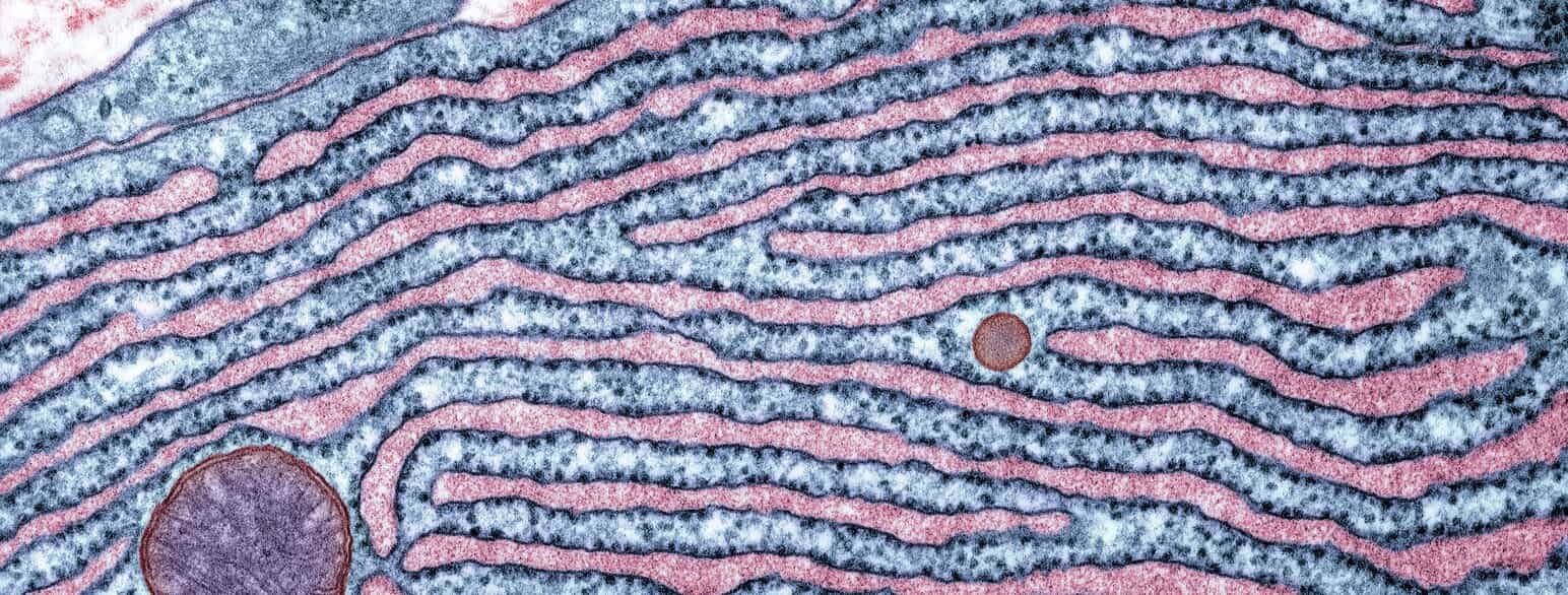 Farvelagt TEM-billede af granulært endoplasmatisk retikulum (lyseblåt). Ribosomerne ses som små sorte prikker
