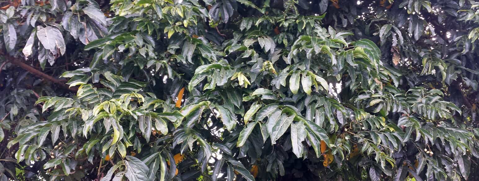 Træet Canarium schweinfurthii i Buea, Cameroun