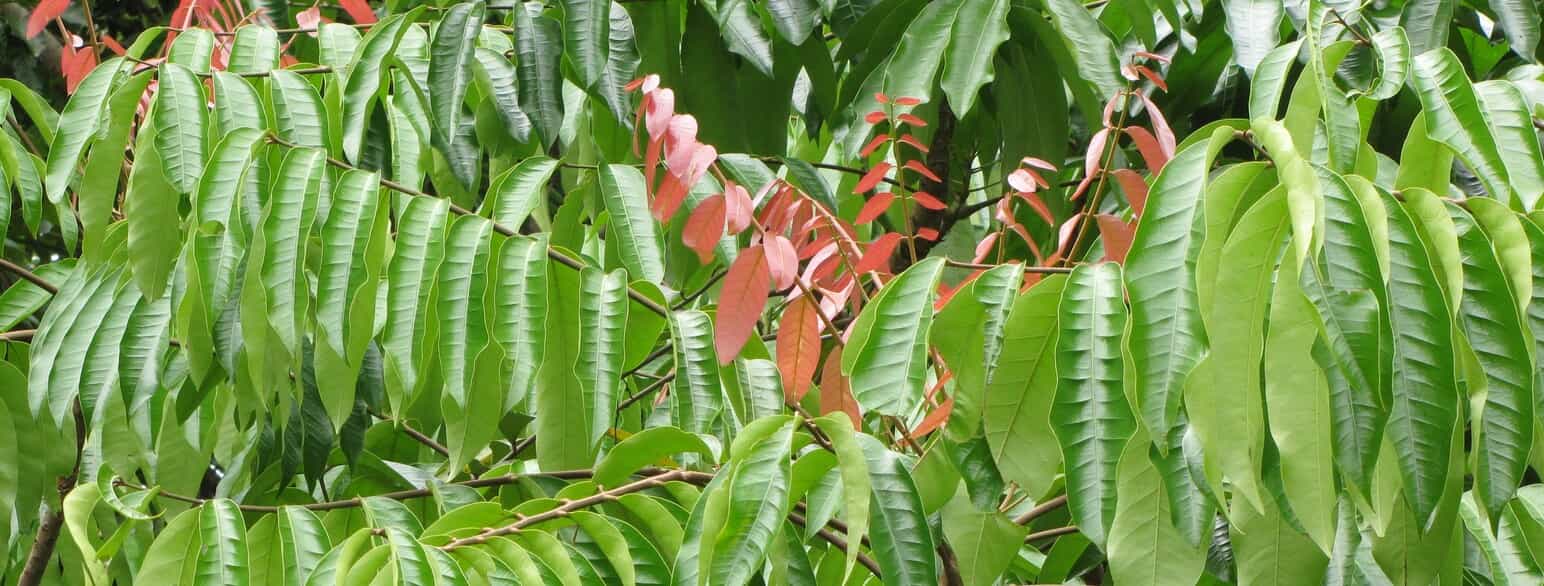 Grønt løv med unge, røde blade af træet Carapa guianensis
