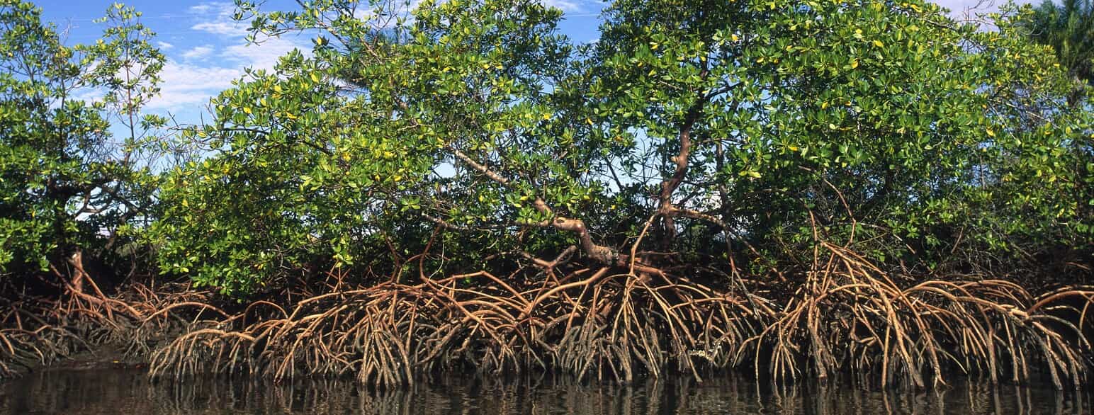 Mangrove af Rhizophora mangle på Brasiliens østkyst