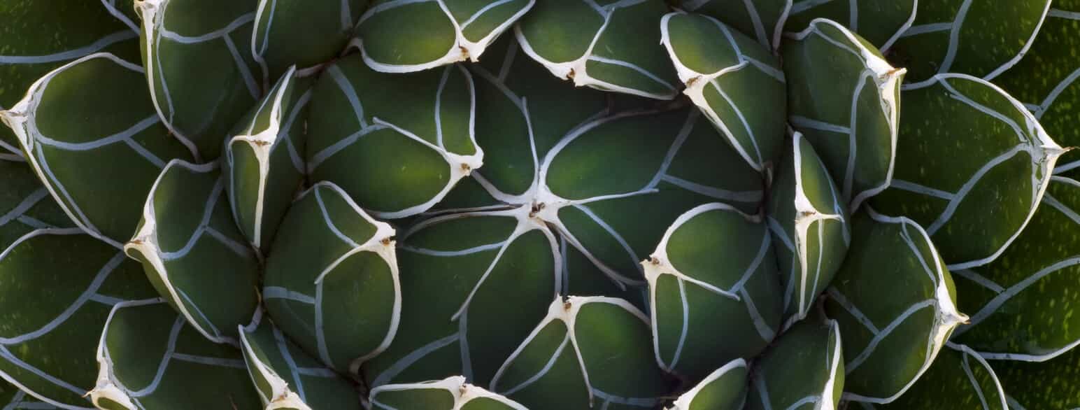 Nærbillede af Dronning Victorias agave (Agave victoriae-reginae) fra Saguaro National Park, Arizona