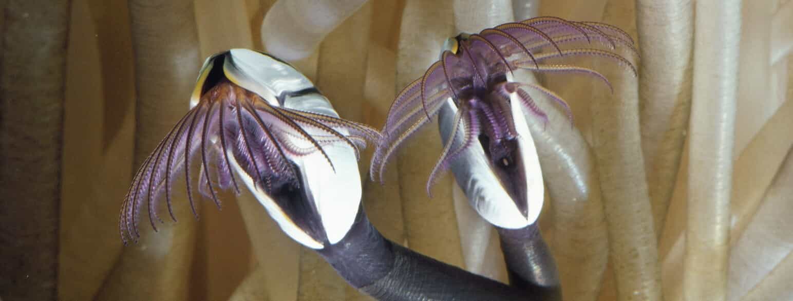 Glat langhals (Lepas anatifera) filtrerer plankton fra vandet med sine børsteklædte cirri