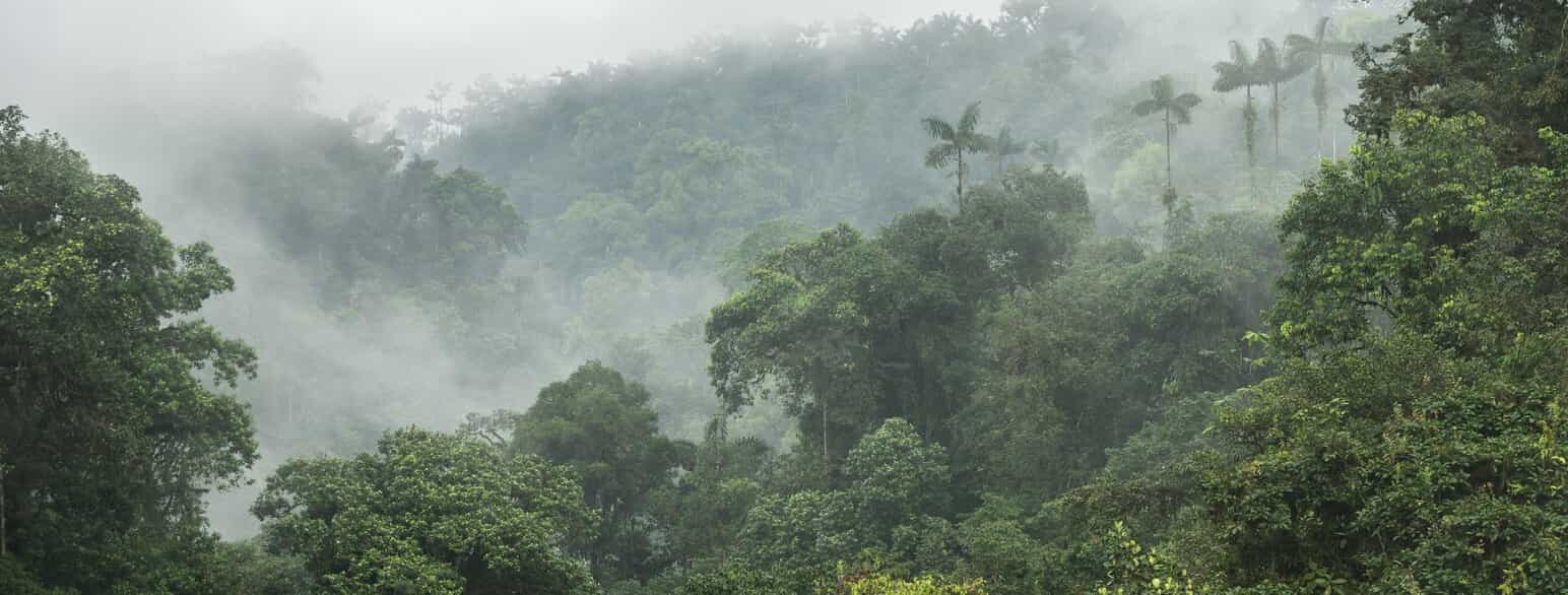 Disen ligger tæt over regnskoven i Mashpi Rainforest Biodiversity Reserve, Ecuador