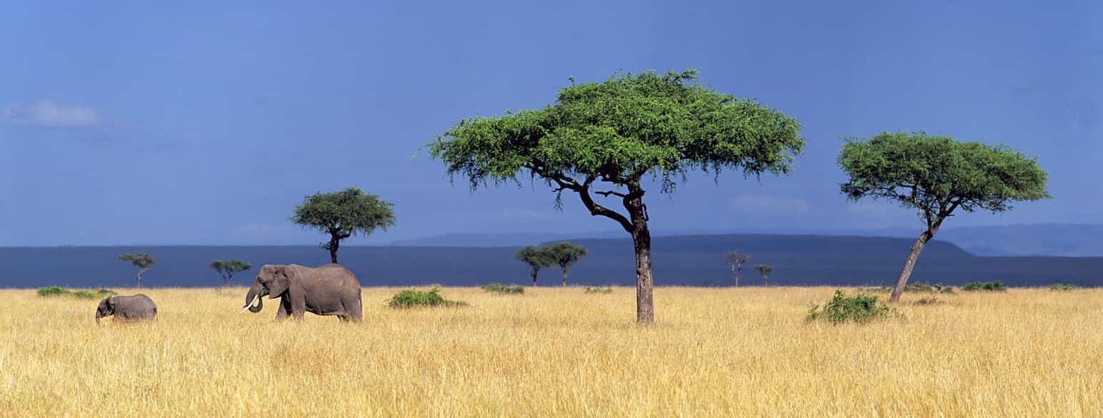 Afrikanske savanneelefanter (Loxodonta africana) i Masai Mara, Kenya