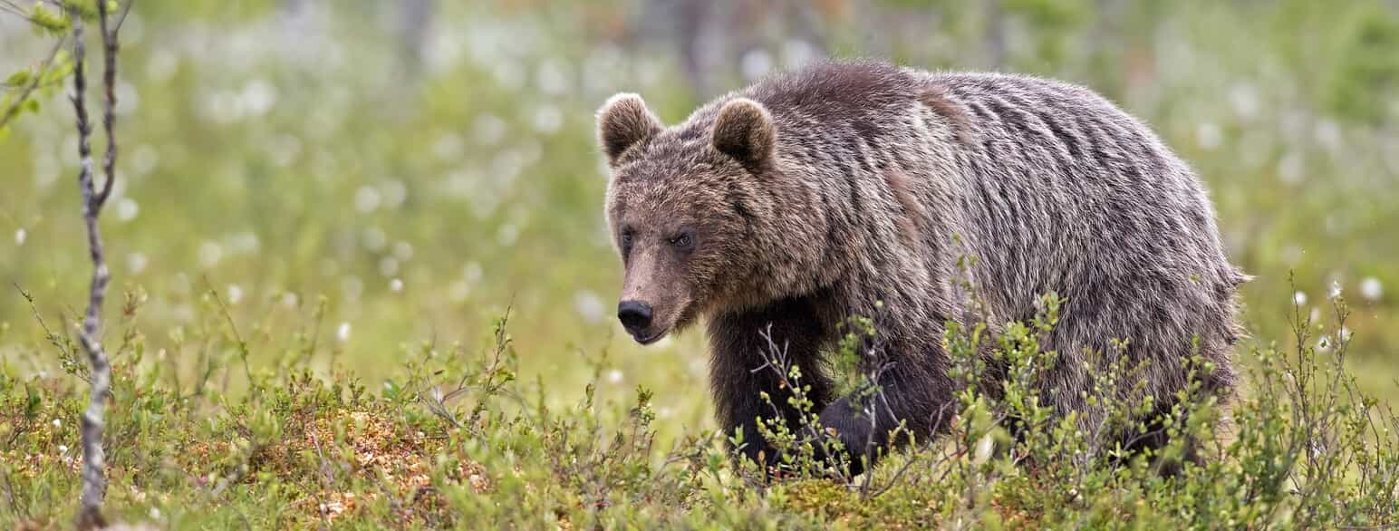 Brun bjørn (Ursus arctos) i en skovmose i det nordøstlige Finland