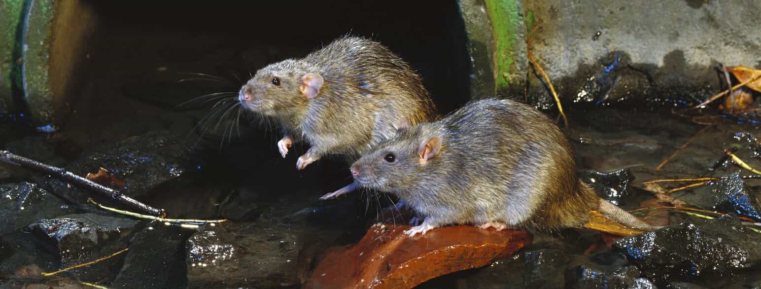 To brune rotter (Rattus norvegicus) ved et drænrør