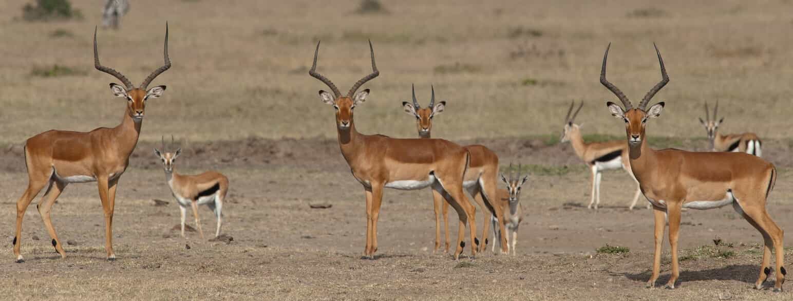 Impalaer (Aepyceros melampus) og Thomsons gazeller (Eudorcas thomsonii) hører begge til de uparrettåede hovdyr