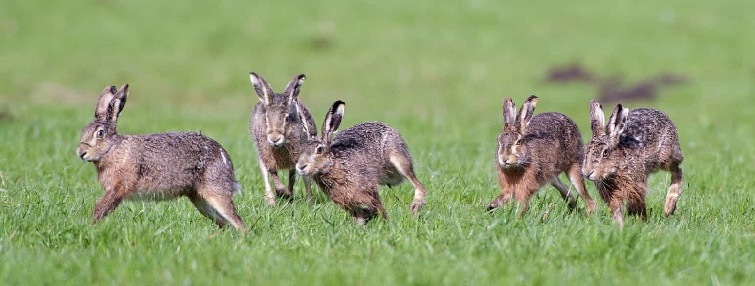 Fire hanner af europæisk hare (Lepus europaeus) jager en hun