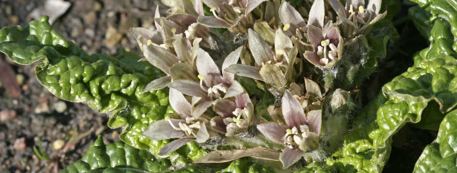 Almindelig alrune (Mandragora officinarum) i blomst